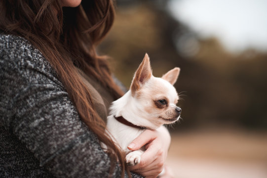 Woman holding chihuahua pet outdoors