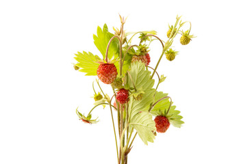 wild strawberry isolated