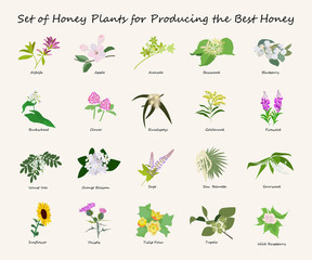 Honey planty set for produsing the best honey. Flowers eps10 vector illustration.  - obrazy, fototapety, plakaty