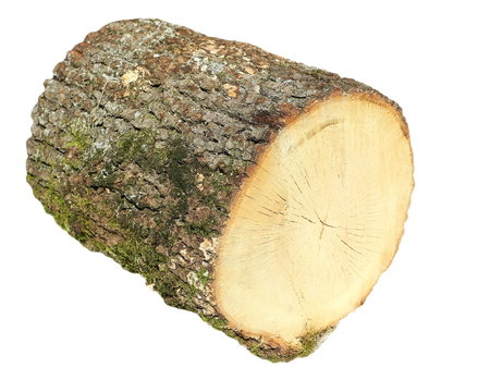 oak stump, stump log fire wood isolated on white background with clipping path