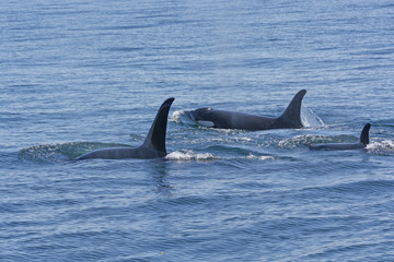 Orca Family Swimming in the Ocean