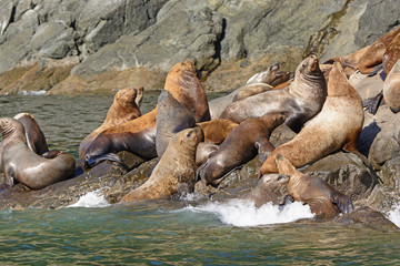 Stellar Sea Lions Crowding on a Rock