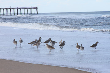 Sandpipers on Beach