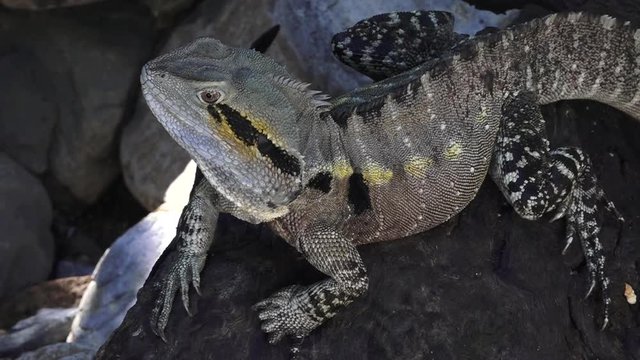 Australian water dragon Tropical Queensland Australia