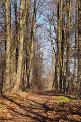 Fototapeta premium Pathway