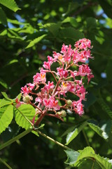 Chestnut tree flower in red