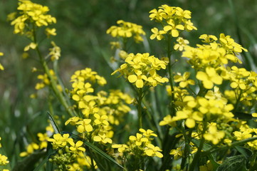 Medicinal plant - canola, colza (Brassica napus oleifera, Brassica rapa oleifera)