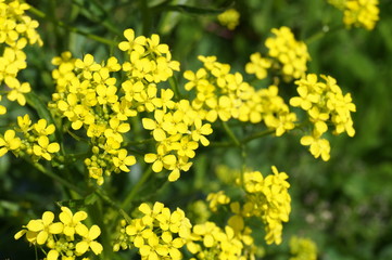 Obraz premium Medicinal plant - canola, colza (Brassica napus oleifera, Brassica rapa oleifera)