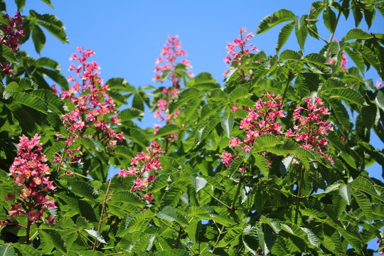 Chestnut tree blooming red in park under blue sky, Italy