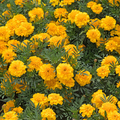 Gelbe Studentenblumen, Tagetes