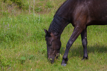 horses graze in the meadow in the forest