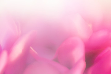 Soft focus flower background. Made with lens-baby and macro-lens