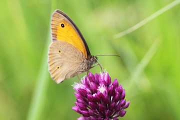 Butterfly sitting on a purple flower