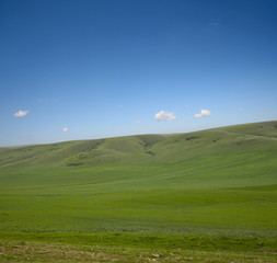 green grass and blue sky