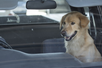 The dog wait owner in car