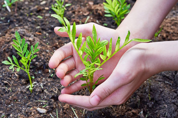 Children's hands carefully holding plant