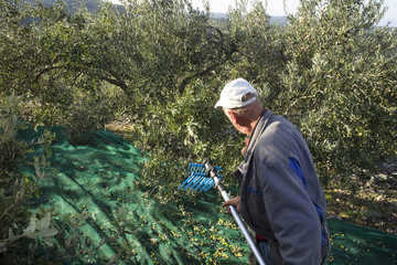 Man picked olives with telescopic electric machine on net, island Brac in Croatia