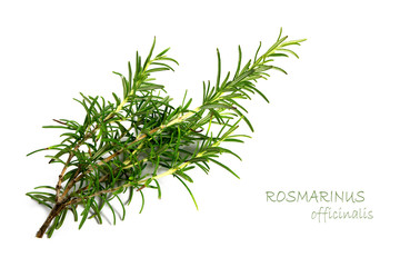 fresh green rosemary, Rosmarinus officinalis, isolated on a white background, sample text