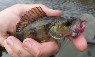 Perch with lure