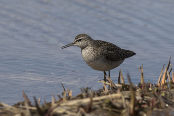 Wood Sandpiper which stands on the bank of the river among the g