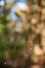 Beautiful background of blue sky and high tree and close-up of a spider with with his web.  Nature. Beautiful forest life.