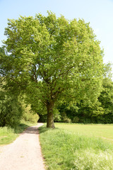Eiche am Jagdschloss Kranichstein