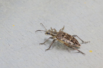 Beige and brown colored beetle on a metal surface