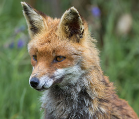 Fototapeta na wymiar Fox