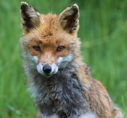 Fototapeta na wymiar Red Fox (Vulpes vulpes)