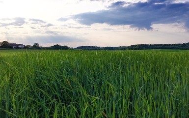 pole zboża i zachód słońca © blesz