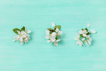 Top view on beautiful apple tree flowers on turquoise wooden background. Spring flowers. Flat lay. Spring concept.