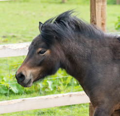 Shetland Pony
