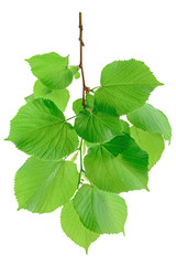 Linden branch with young green leaves