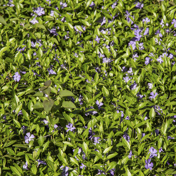 Vinca flowers glade on the sun.