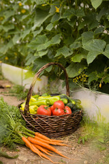 basket full of organic garden vegetables: cucumbers, paprika, tomatoes and fresh carrots. Vitamins from own garden. Vegetables - healthy food and snack. Healthy eating concept.