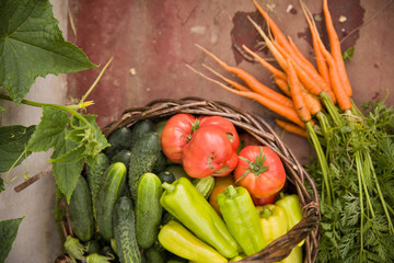 Top view on basket full of organic garden vegetables: cucumbers, paprika, tomatoes and fresh carrots. Vitamins from own garden. Vegetables - healthy food and snack. Healthy eating concept.