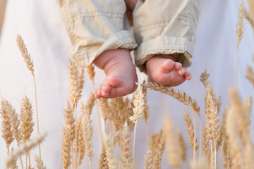 Closeup of baby's bare feet with ears of wheat as background. Woman holding little baby in the...