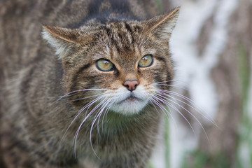 Scottish Wildcat (Felis silvestris silvestris) Portrait