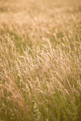 Dry grass meadow in the sunset light. Evening landscape.