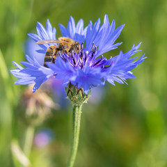 Honigbiene (Apis mellifera) auf der Blüte einer blauen Kornblume (Centaurea cyanus)