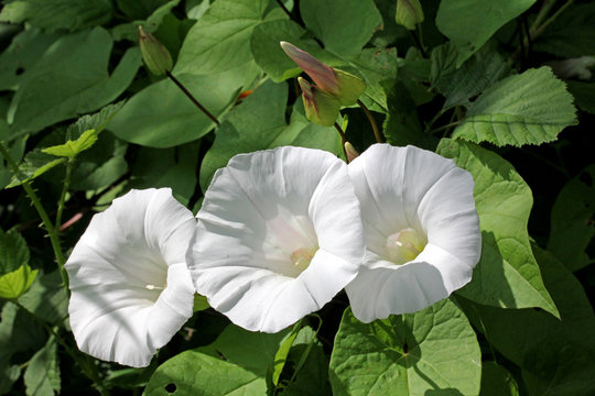 vilucchione (Calystegia sepium)