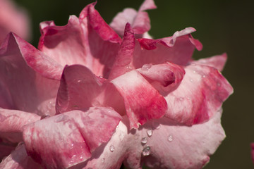 fresh raindrops dew on red rose flower blossom