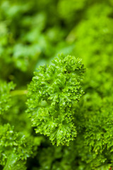 Fresh Organic Green Parsley