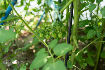 青いミニトマト