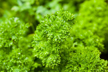 Fresh Organic Green Parsley
