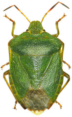Green shield bug on white Background - Palomena prasina (Linnaeus, 1761)
