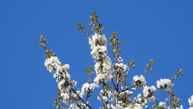 bl&uuml;hender Kirschbaum