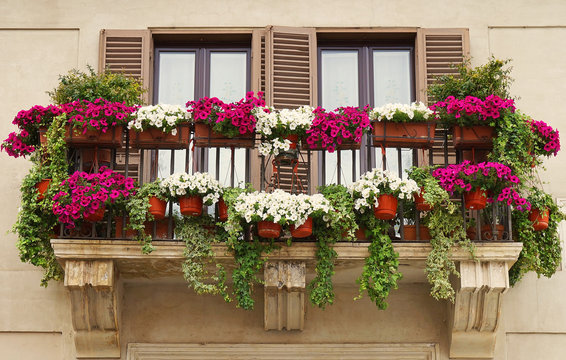 Beautiful Balcony Decorated With Flower Pots At Piazza Navona In Rome