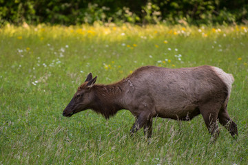 Female Elk Side View Close Up
