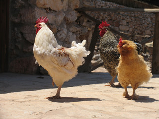 Group of three pacing roosters of white, brown and ginger colors